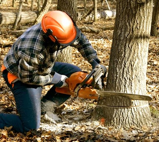 Tree Removal in Saint Marys City, MD